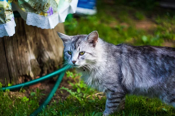 緑の草を背景に美しい猫があなたを見ています 緑の草を背景にしたふわふわの灰色の猫 — ストック写真