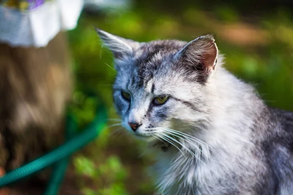 緑の草を背景に美しい猫があなたを見ています ふわふわの灰色の猫のクローズアップ — ストック写真