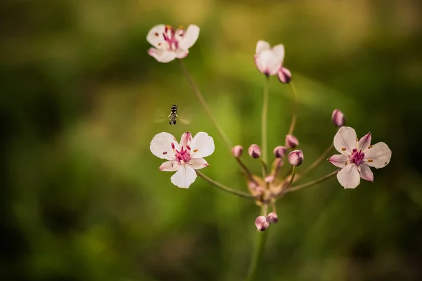 Пчела Красивом Цветке Крупным Планом Размытый Фон Пчела Цветка Фото — стоковое фото