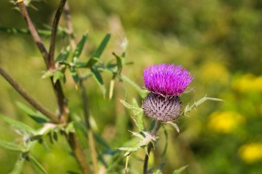 Saha dikenli çiçeği yakın plan. Yeşil otların arka planında dikenli bir dikenin mor yabani çiçeği..