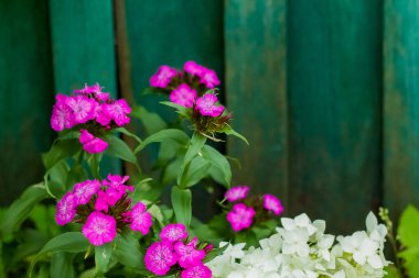Siyah arka planda mor çiçekler var. Koyu yeşil ahşap arka planda mor yabani çiçekler. Metin için yer