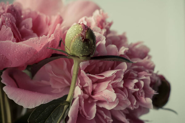 Нежный розовый пион и бутон крупным планом в капельках воды. Нераспечатанный бутон розового пиона в каплях воды крупным планом. Тонированное фото
