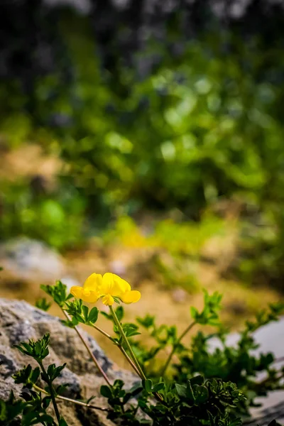 Yellow mountain flower grows among stones. A small lonely yellow mountain flower among the stones.