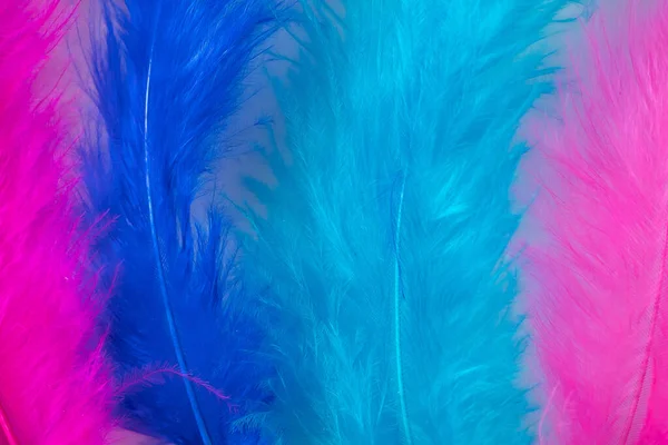 Violet Blue Feathers Boa Close Background Carnival Design — Stock Photo, Image