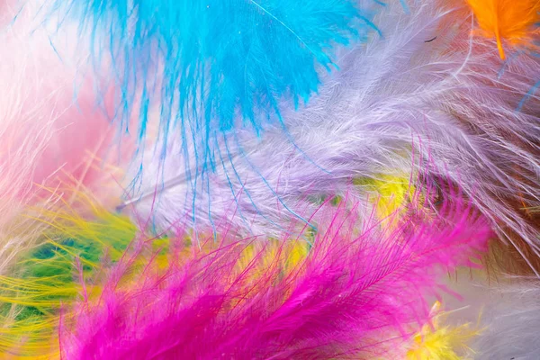 Many light multi-colored feathers for a carnival costume. The process of creating decorations for the holiday, feather for boa. Background for design.