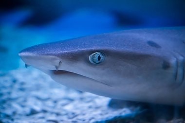 Bir yırtıcı köpekbalığı Selachimorpha karanlık sularda avını bekliyor. Yumuşak odak