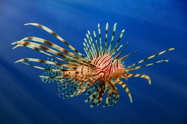 Güzel yırtıcı bir Pterois volitans mavi suda yiyecek aramak için yüzer. Sualtı ateşi