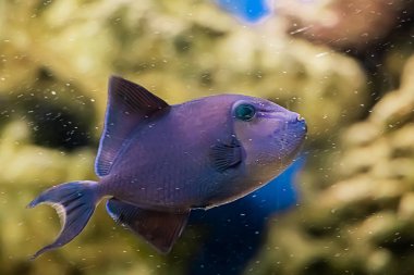 Mercan resifinin arka planında tropikal deniz balıkları var..