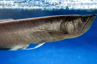 Gümüş renkli tatlı su balığı Osteoglossum bisirozu bir akvaryumda yüzer. Yumuşak odak