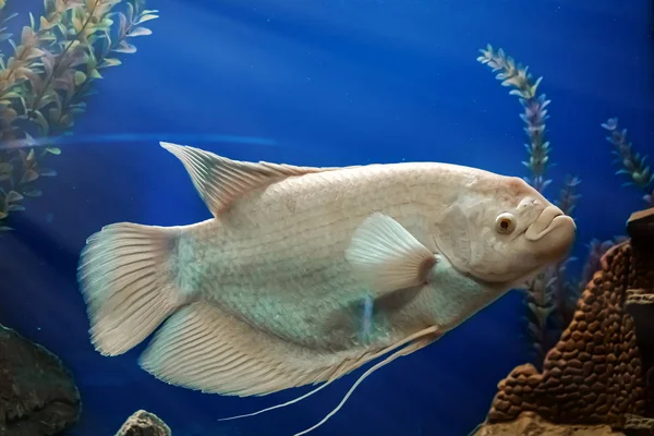 Closeup Beautiful White Freshwater Fish Osphronemus Goramy Swims Blue Water — Stock Photo, Image