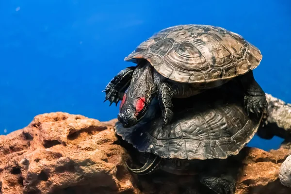 Lusta Vörös Fülű Teknősök Trachemys Scripta Fekszik Vízben — Stock Fotó