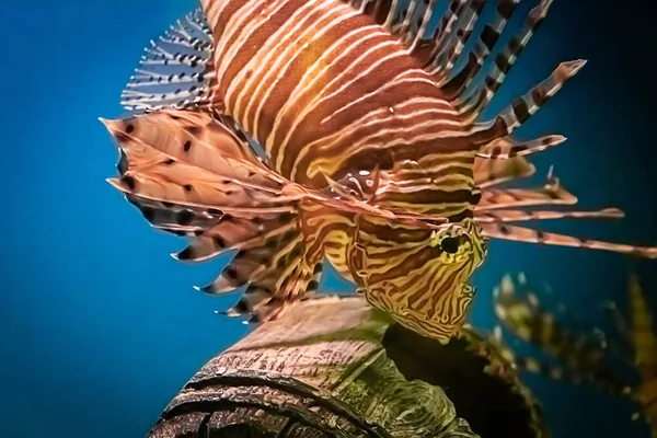 Beautiful Predatory Pterois Volitans Swims Search Food Blue Water Underwater — Stock Photo, Image