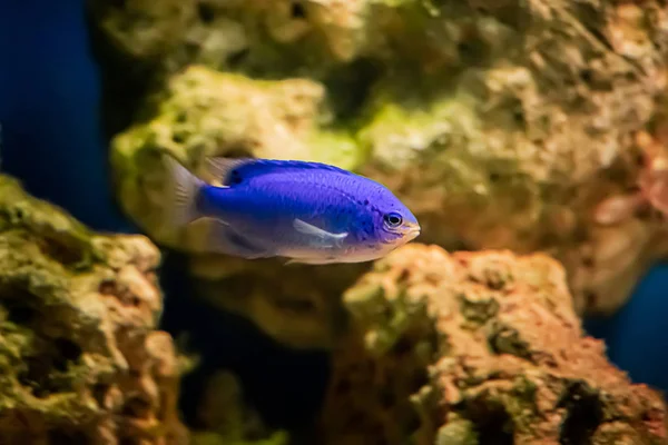 Beautiful Violet Yellow Sea Fish Chrysiptera Hemicyanea Swims Blue Water — Stock Photo, Image