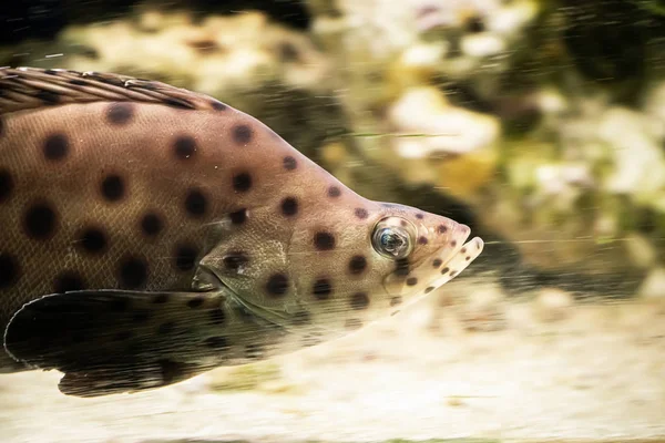 Ein Gefleckter Leopardenfisch Cromileptes Altivelis Schwimmt Blauen Wasser Zwischen Riffen — Stockfoto