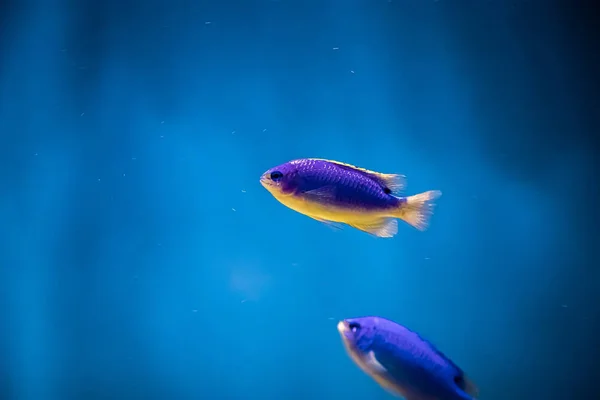 Beautiful Violet Yellow Sea Fish Chrysiptera Hemicyanea Swims Blue Water — Stock fotografie