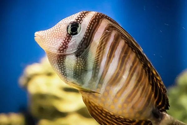Beautiful Marine Coral Fish Zebrasoma Veliferum Swims Reef Blue Water — Stock Photo, Image