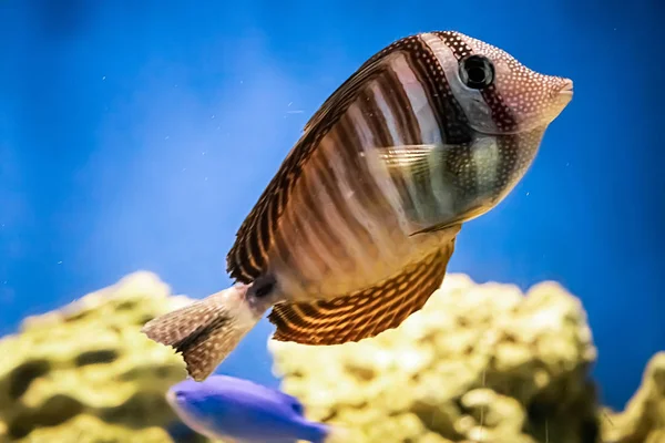 Piękna Morska Ryba Koralowa Zebrasoma Veliferum Pływa Pobliżu Rafy Błękitnej — Zdjęcie stockowe