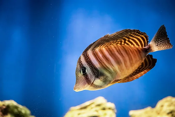 Bellissimo Pesce Corallo Marino Zebrasoma Veliferum Nuota Vicino Una Barriera — Foto Stock