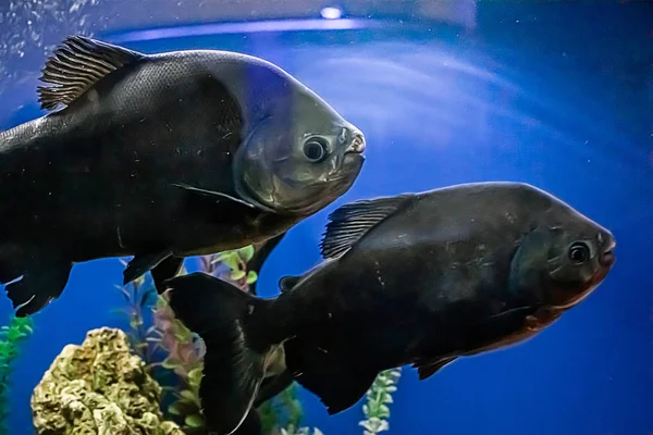 Hatalmas Fekete Hal Növényevő Piranha Colossoma Makropomum Úszik Kék Vízben — Stock Fotó