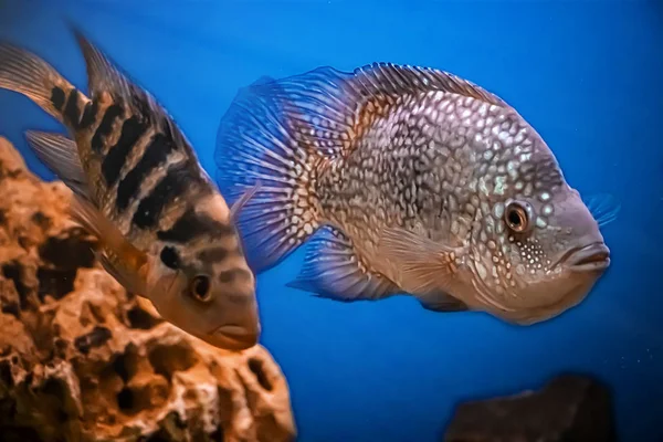 Beautiful Brilliant Diamond Aquarium Fish Herichthys Carpintis Blue Water — Stock Photo, Image