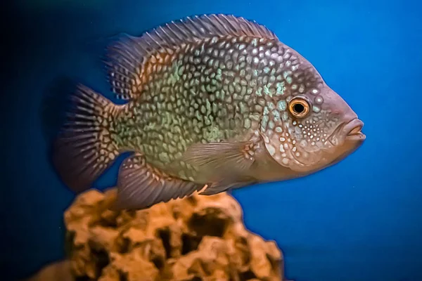 Bela Brilhante Diamante Aquário Peixe Herichthys Carpintis Água Azul — Fotografia de Stock