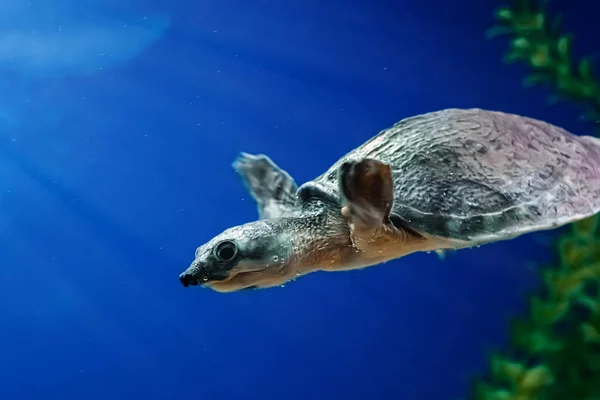 Tortuga Marina Carettochelys Insculpta Nada Agua Azul Entre Algas Arrecifes —  Fotos de Stock