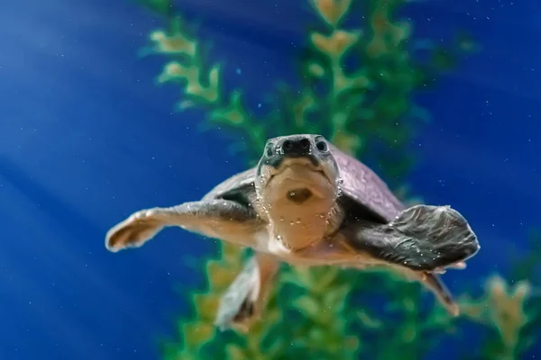 Tortuga Marina Carettochelys Insculpta Nada Agua Azul Entre Algas Arrecifes — Foto de Stock