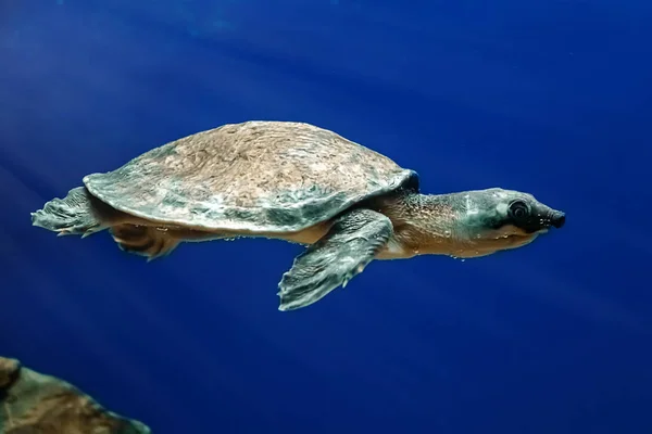 Tartaruga Marinha Carettochelys Insculpta Nada Água Azul Entre Algas Recifes — Fotografia de Stock