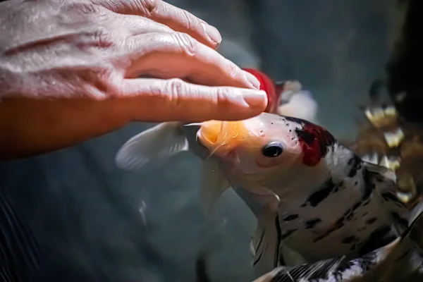 红色的鲤鱼在清澈的水中游泳 一个人在水族馆里用双手喂鱼 — 图库照片