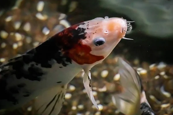 Rote Karpfen Schwimmen Aus Nächster Nähe Klarem Wasser Koi Fische — Stockfoto