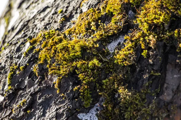 Flechten Auf Einem Ast Großaufnahme Grünes Moos Auf Den Zweigen — Stockfoto