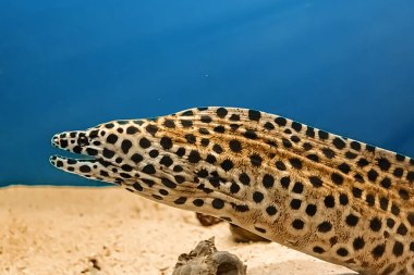 Tehlikeli yırtıcı moray balığı Muraena mavi sudaki bir taşın altında. Su altı, seçici odak, hareket bulanık görüntü