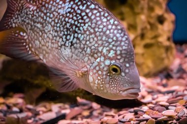 Muhteşem elmas akvaryum balığı Herichthys carpintis in blue water. Su altı, seçici odak, hareket bulanık görüntü