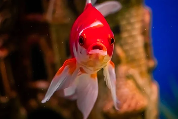 Peixes Vermelhos Grandes Surpreendentes Carassius Auratus Nadam Aquário Subaquático Foco — Fotografia de Stock