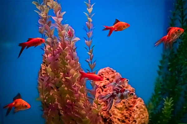 Élénk Vörös Akváriumi Halak Carassius Auratus Algák Között Úszik Kék — Stock Fotó