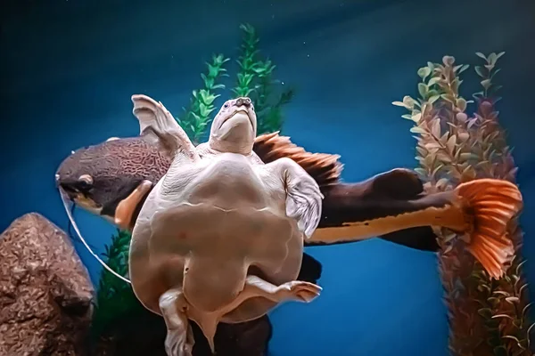 Une Énorme Barbue Une Tortue Nagent Dans Aquarium Eau Bleue — Photo