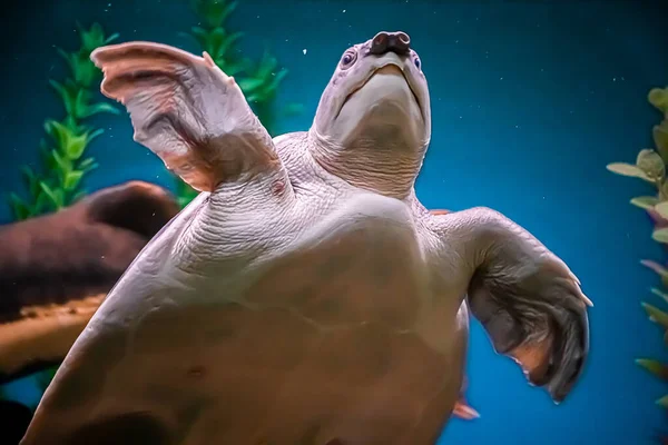 Sea Turtle Carettochelys Insculpta Swims Blue Water Algae Reefs Sous — Photo