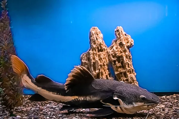 A huge catfish Pimelodidae swims in the aquarium. Underwater, selective focus, motion blur image