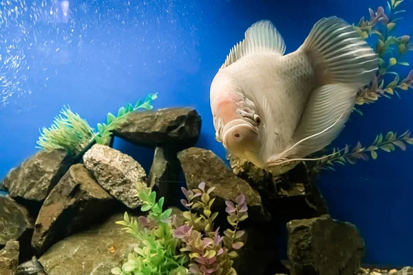 Närbild Vacker Vit Sötvattenfisk Osphronemus Gorami Simmar Blått Vatten Undervattens — Stockfoto