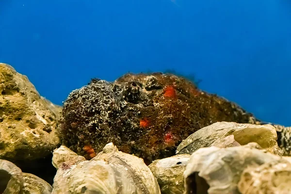 Giftiger Meeressteinfisch Synanceia Verrucosa Auf Einem Hintergrund Von Riffen Blauem — Stockfoto