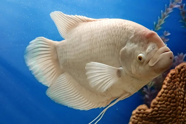 Крупный План Красивые Белые Пресноводные Рыбы Osphronemus Goramy Плавает Голубой — стоковое фото
