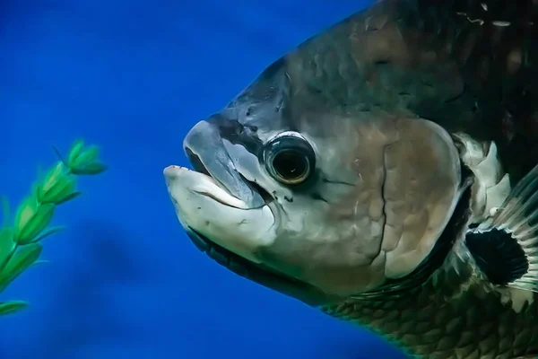 Grande Peixe Água Doce Preto Osphronemus Goramy Nada Lentamente Água — Fotografia de Stock