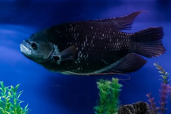 Large Black Freshwater Fish Osphronemus Goramy Slowly Swims Blue Water — Stock Photo, Image