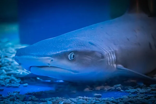 Requin Prédateur Selachimorpha Attend Une Proie Fond Dans Des Eaux — Photo