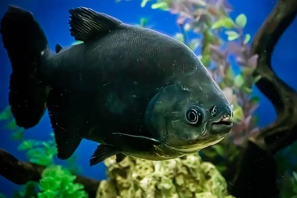 Huge Black Fish Herbivorous Piranha Colossoma Macropomum Swims Blue Water — Stock Photo, Image