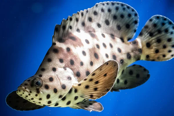 Spotted Leopard Fish Cromileptes Altivelis Swims Blue Water Reefs Underwater — Stock Photo, Image