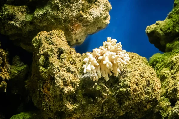 Zátonyok Tengeri Növényei Bezárnak Zárj Fehér Korallok Lágy Fókuszban Kék — Stock Fotó