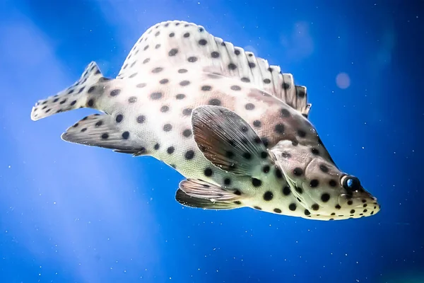 Spotted Leopard Fish Cromileptes Altivelis Swims Blue Water Reefs Underwater — Stock Photo, Image