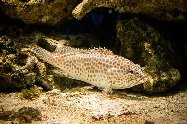 Ein Gefleckter Leopardenfisch Cromileptes Altivelis Schwimmt Blauen Wasser Zwischen Riffen — Stockfoto