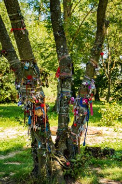 Renkli kurdeleli güzel bir ağaç. Düğün geleneği.